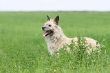 BOUVIER DES ARDENNES 053